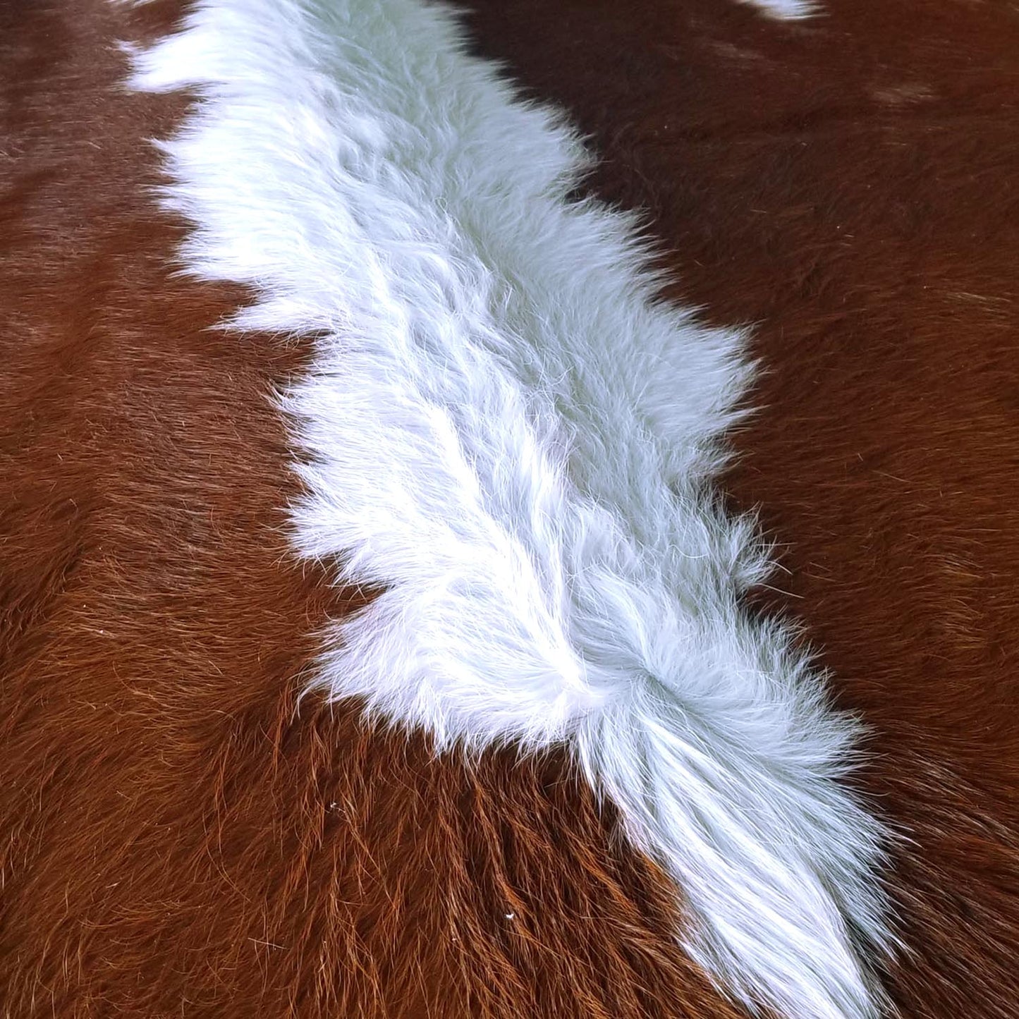 Brown and White Brazilian Cowhide Rug: LARGE