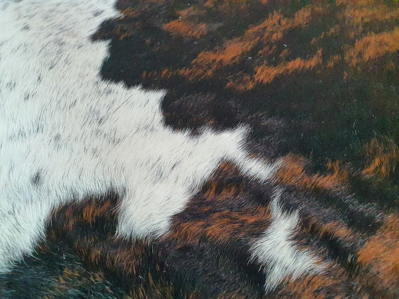 Brindle White Belly Brazilian Cowhide Rug: XXL
