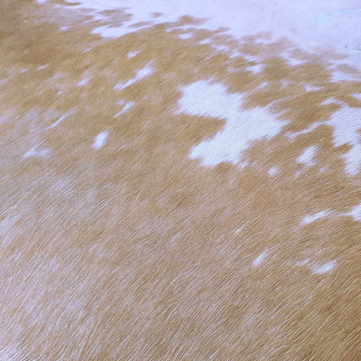 Palomino and White Brazilian Cowhide Rug: LARGE