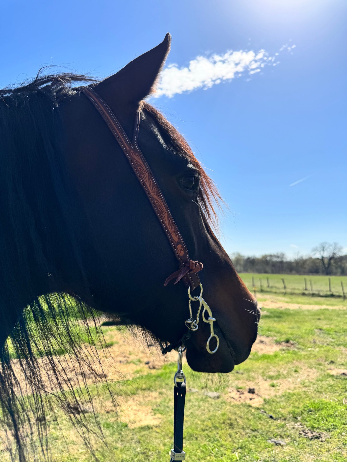 The 6” Open Horse bit