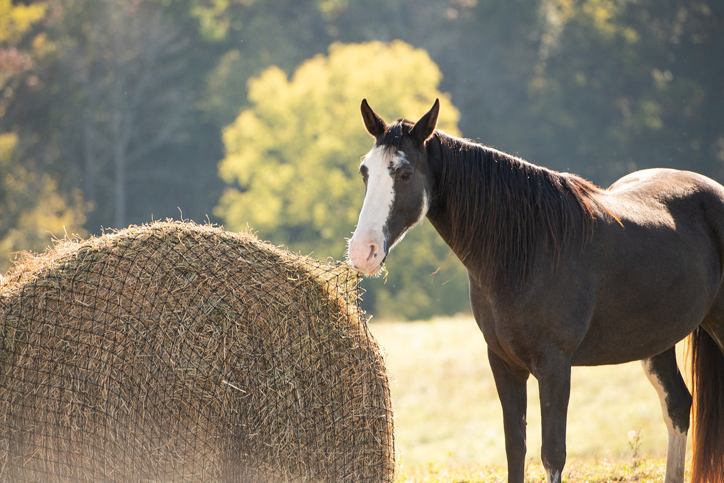Round Bale Hay Net