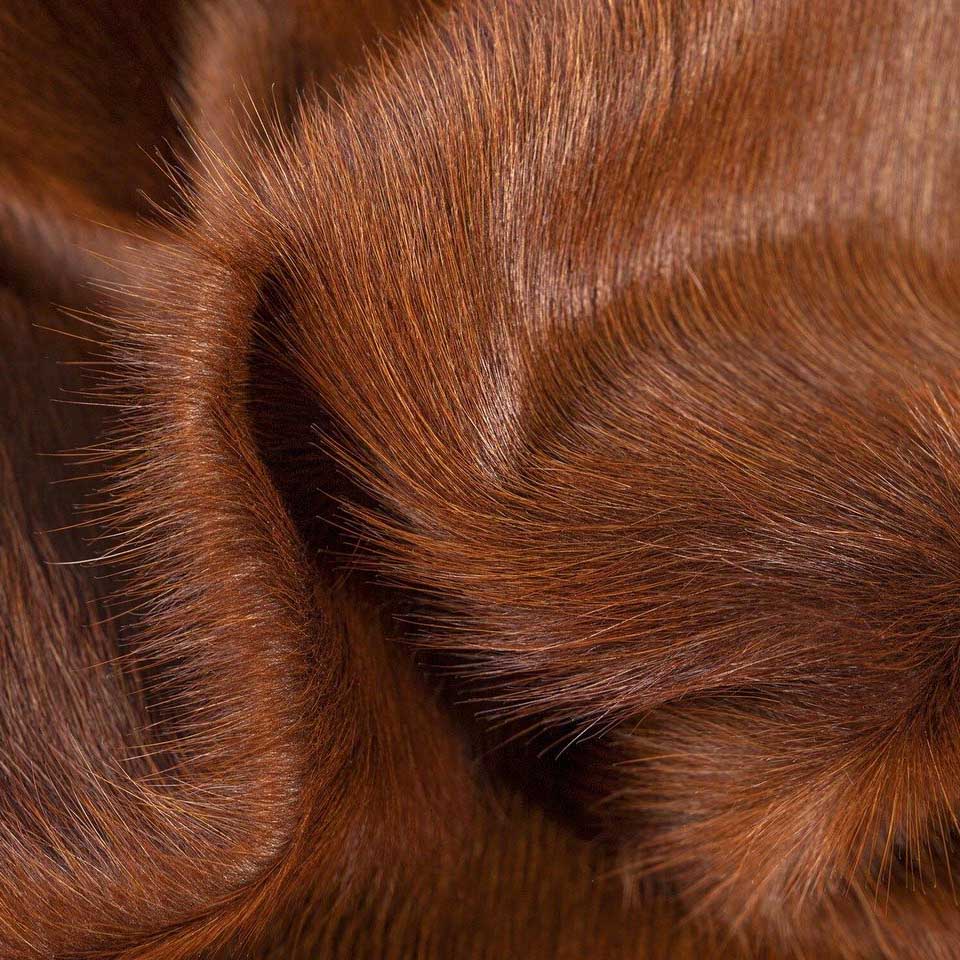 Dark Brown Brazilian Cowhide Rug: XXL