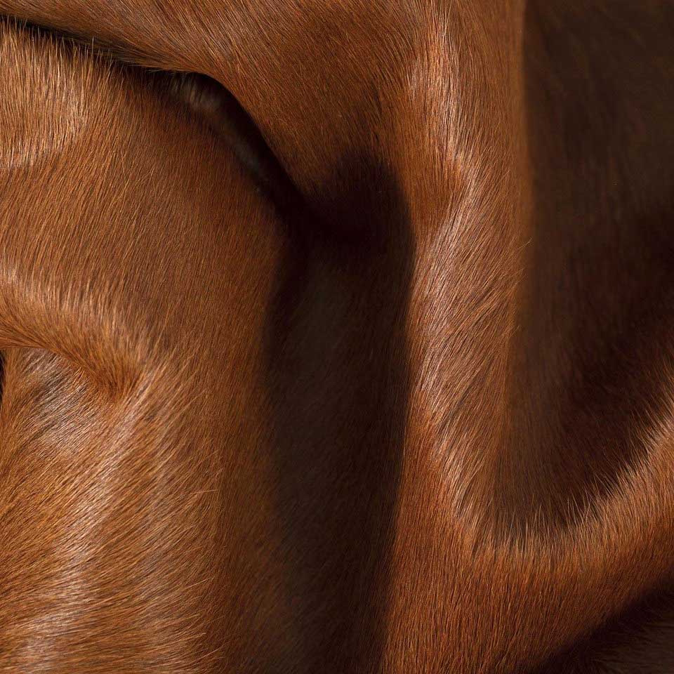 Dark Brown Brazilian Cowhide Rug: XXL