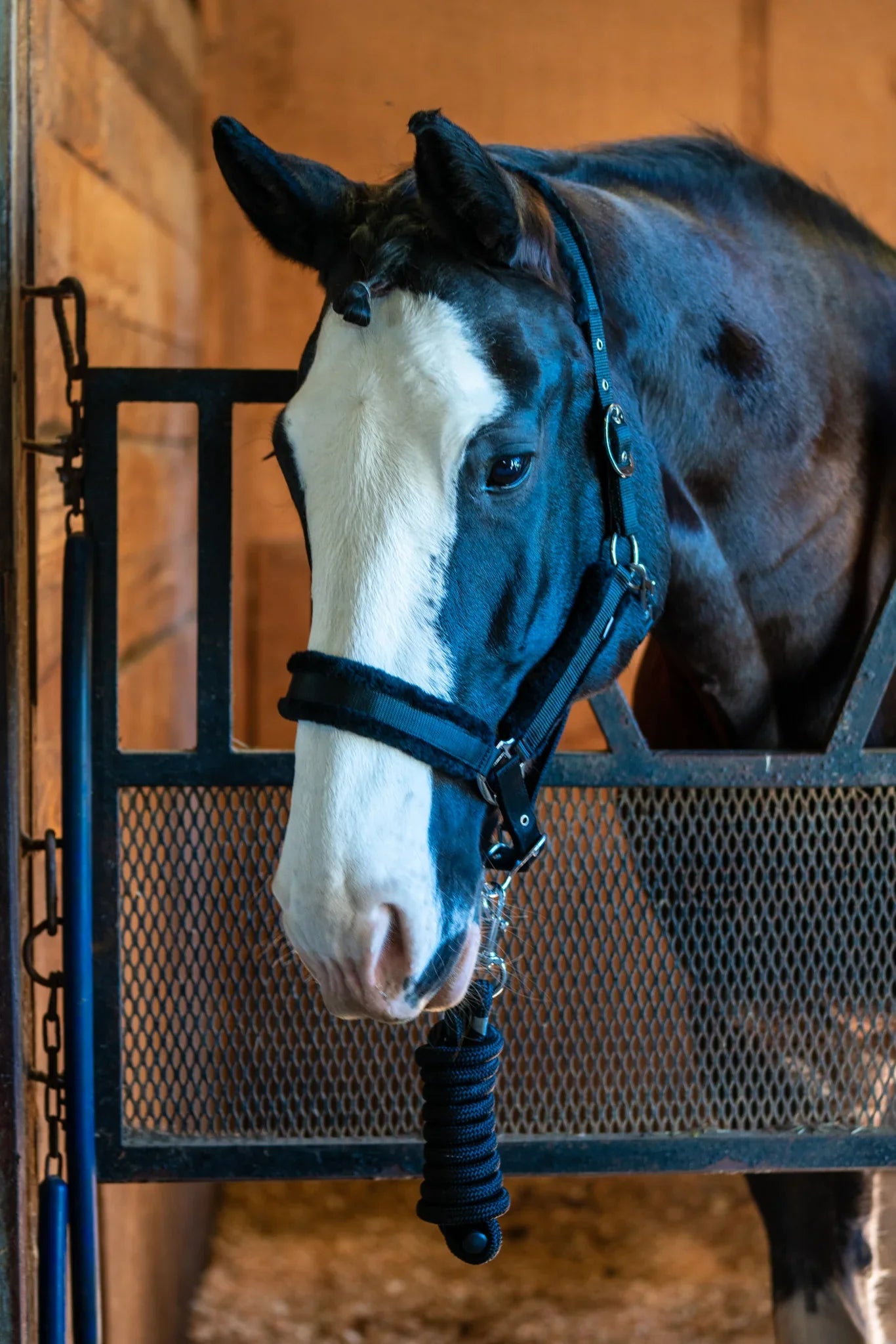 Fleece-Lined Nylon Halter with Lead Rope