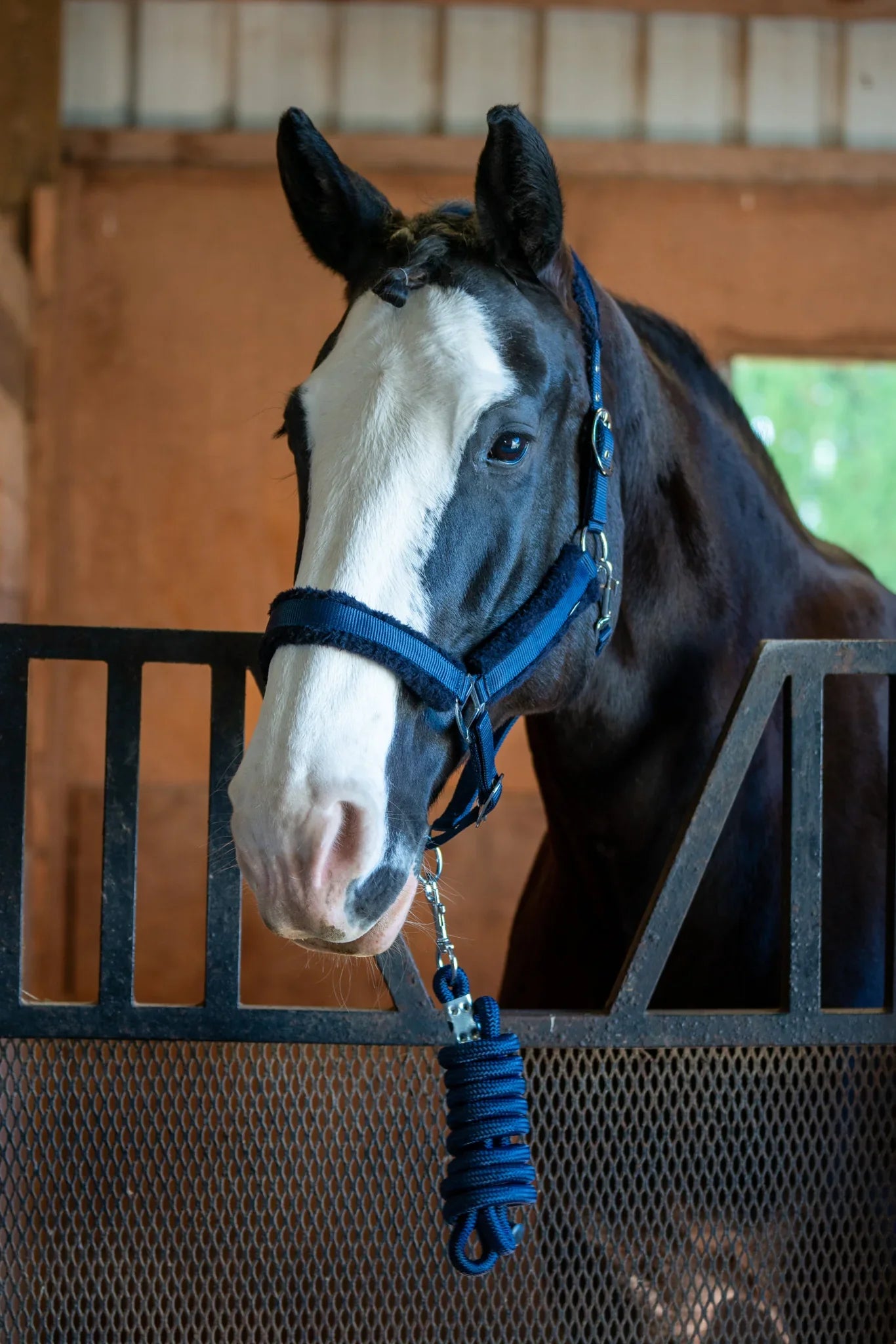 Fleece-Lined Nylon Halter with Lead Rope
