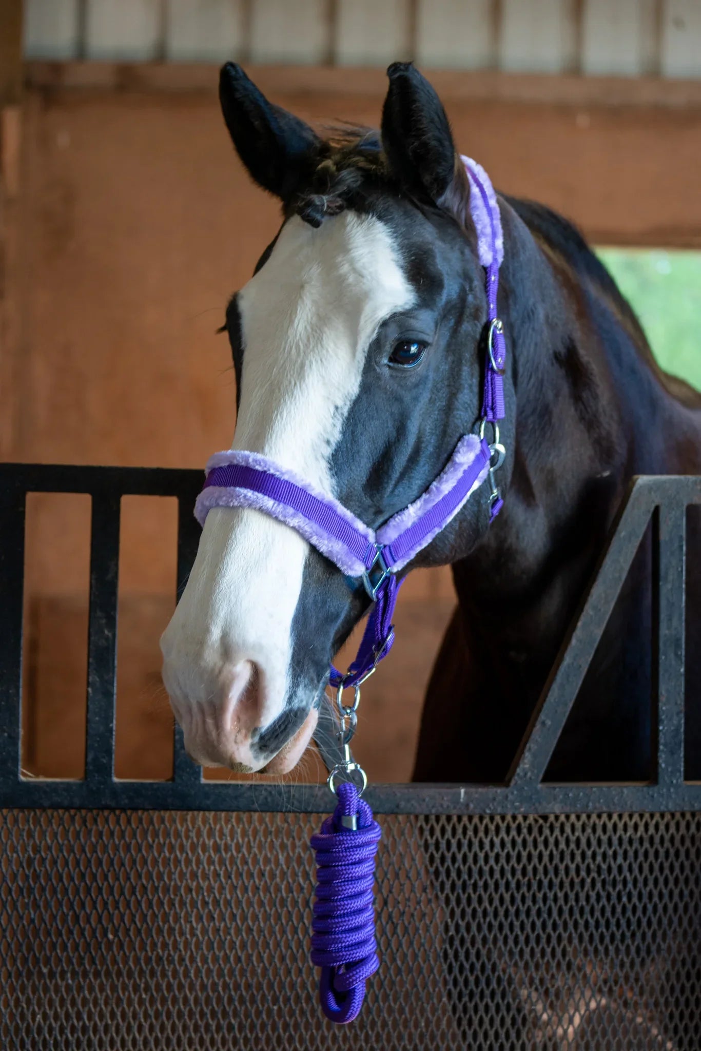 Fleece-Lined Nylon Halter with Lead Rope