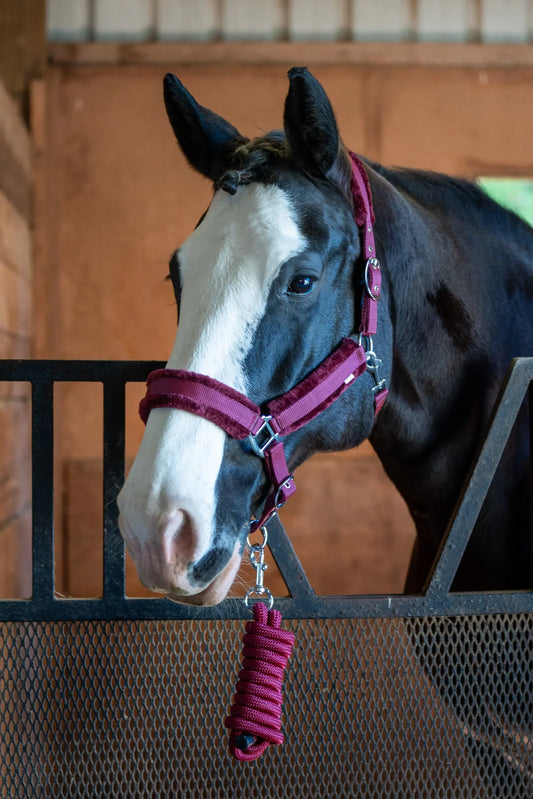 Fleece-Lined Nylon Halter with Lead Rope