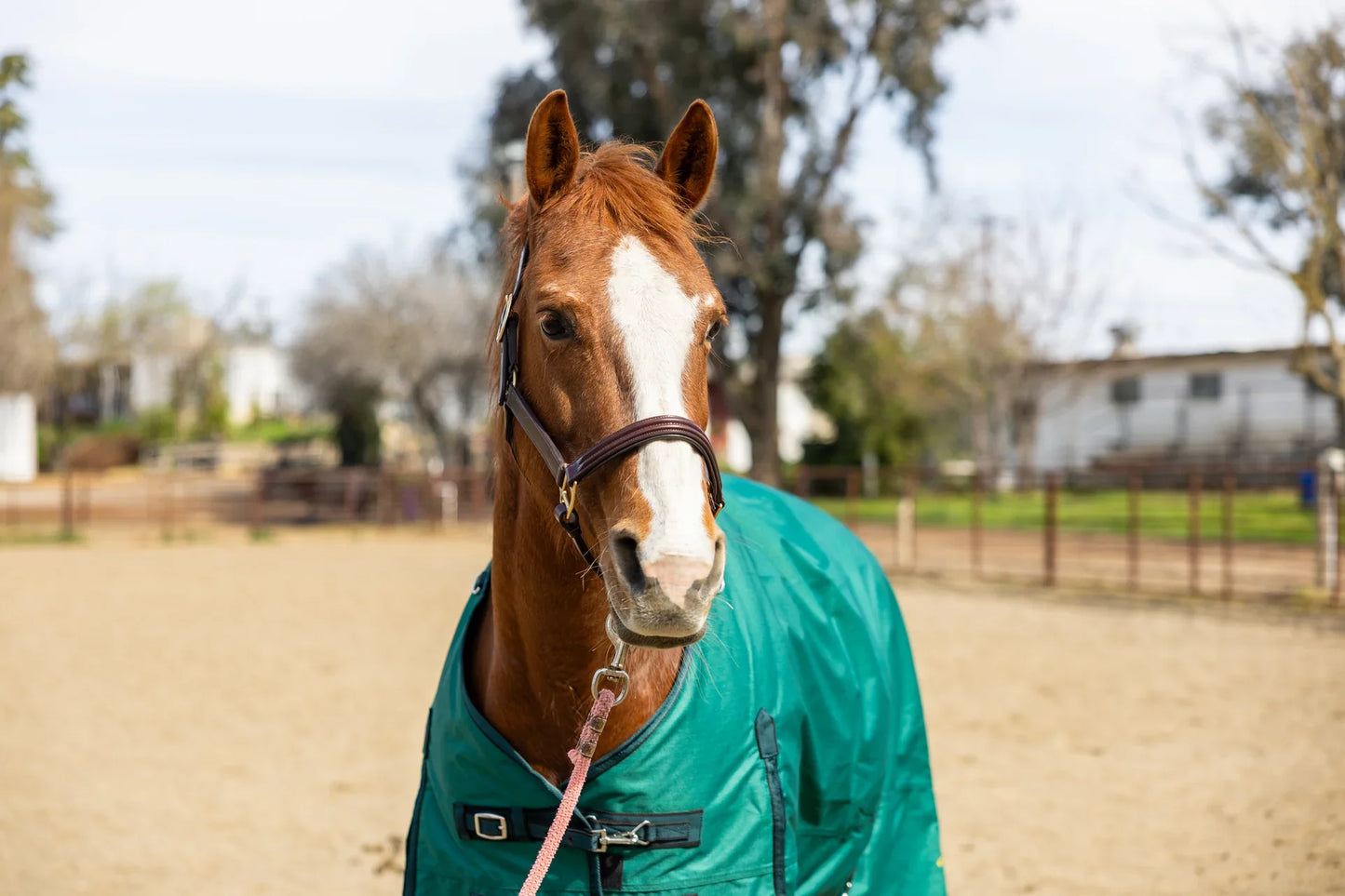 600D Turnout & Stable Blanket