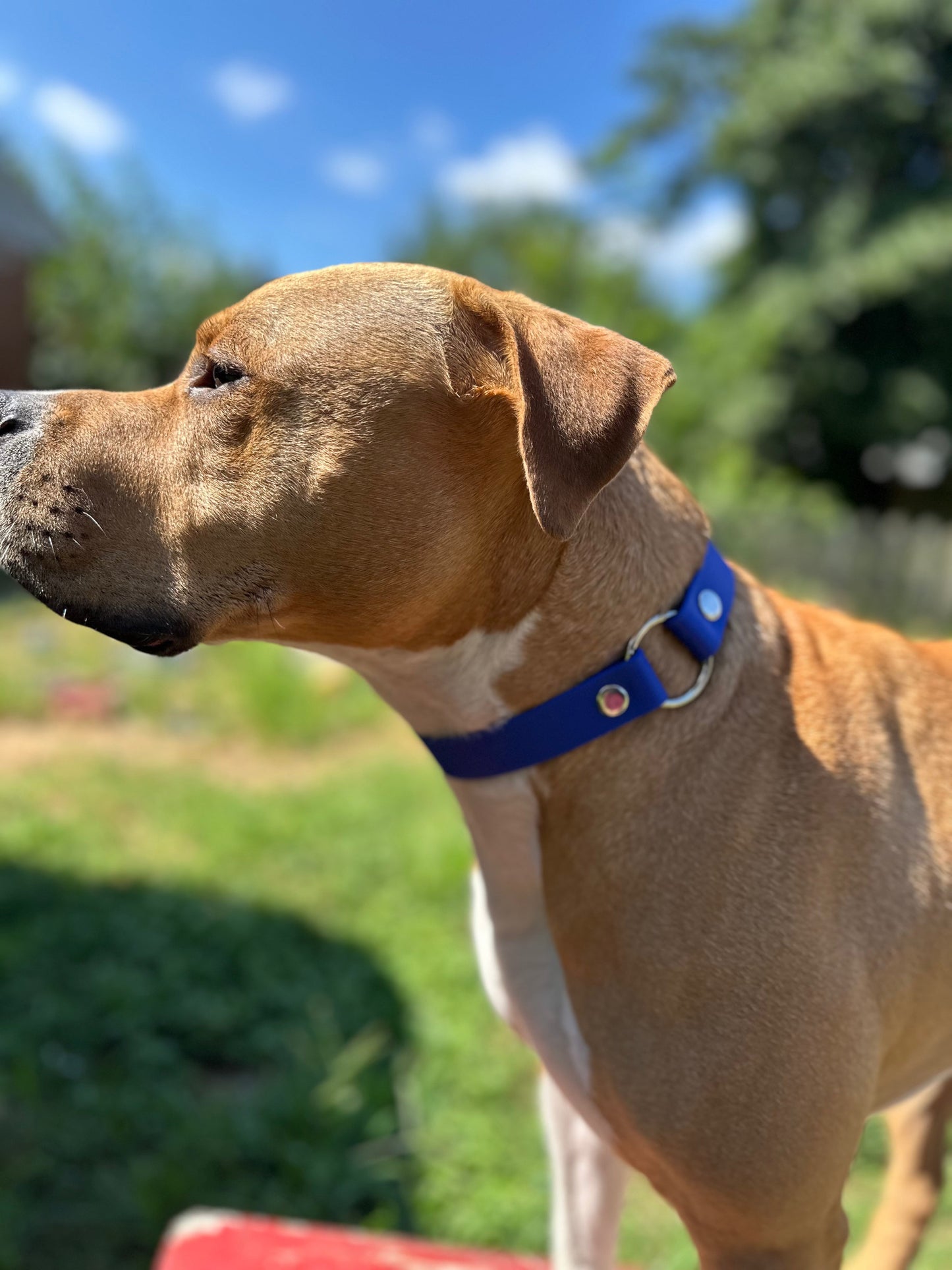 Sport Collar - Biothane