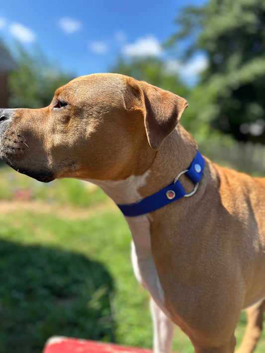 Sport Collar - Biothane