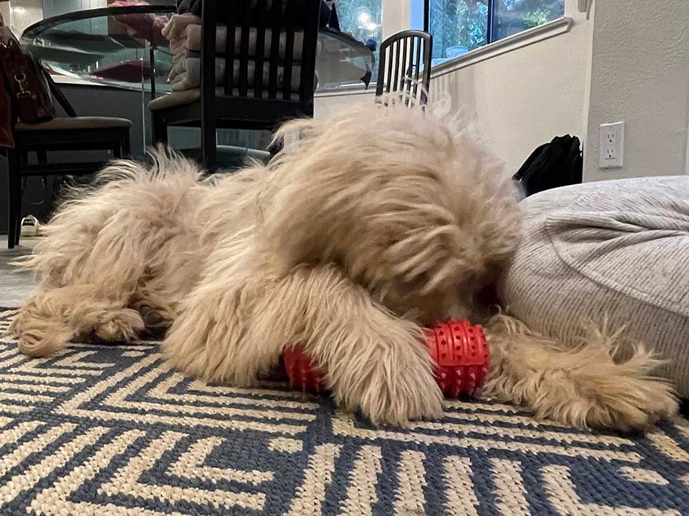 Studded Dumbbell Dog Toy