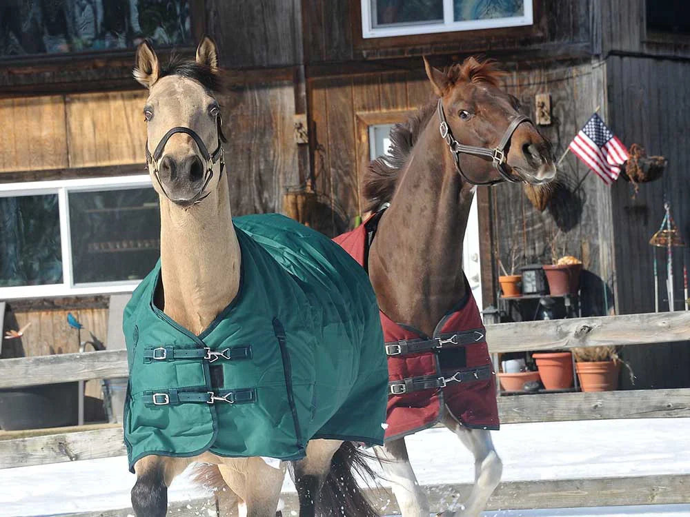 600D Turnout & Stable Blanket