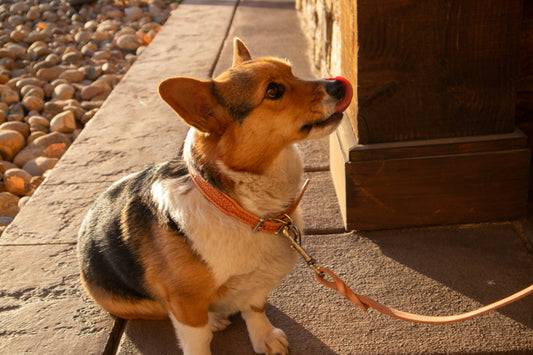 Natural Basket Dog Collar