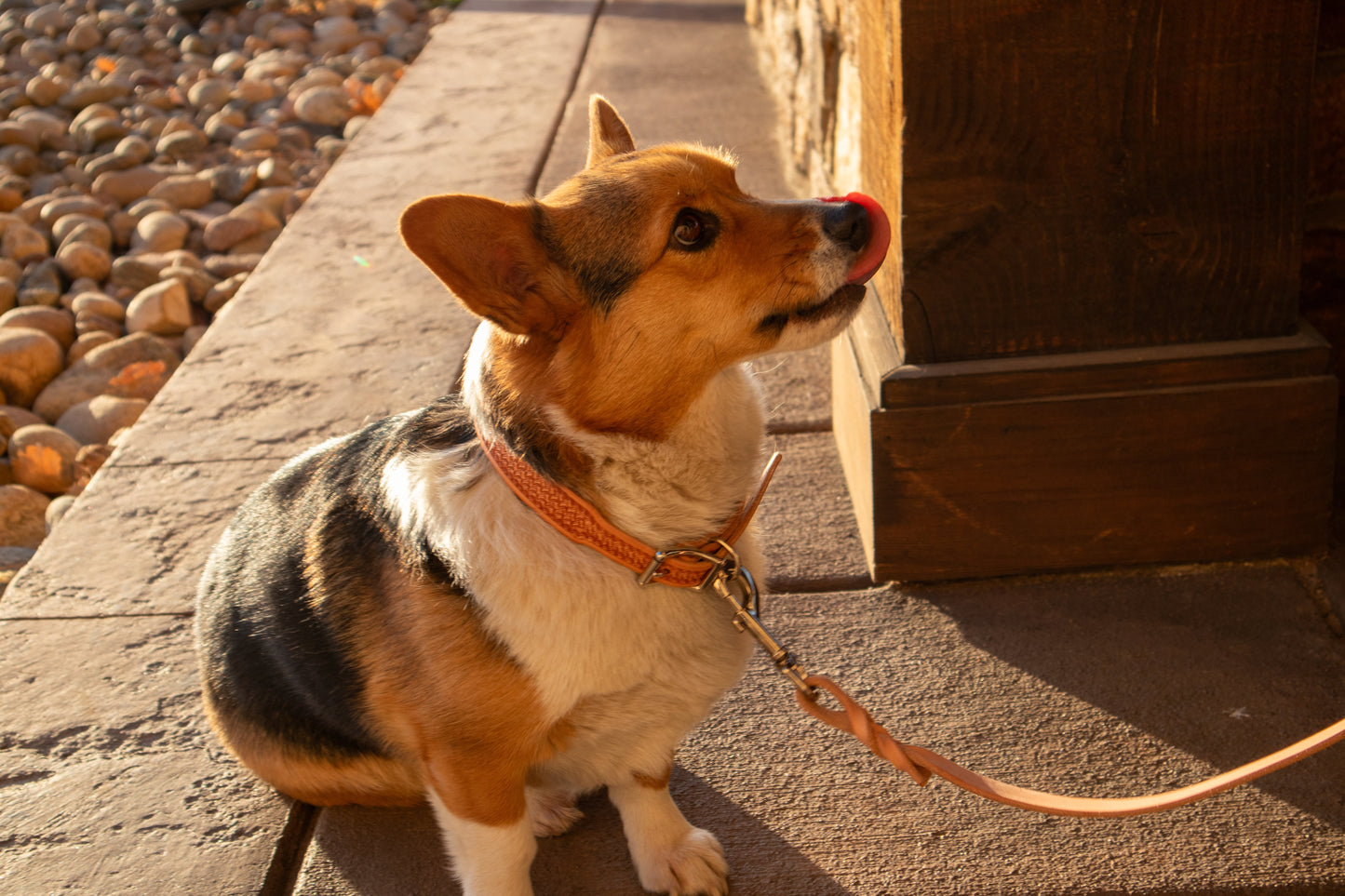Burgundy Latigo Dog Leash