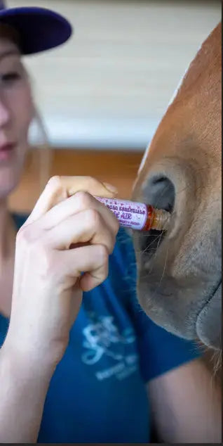 Angel Air – Pre-Run Aromatherapy Roll-On for Focus & Respiratory Support