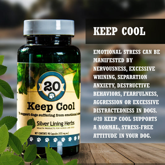 Keep Cool for Canines