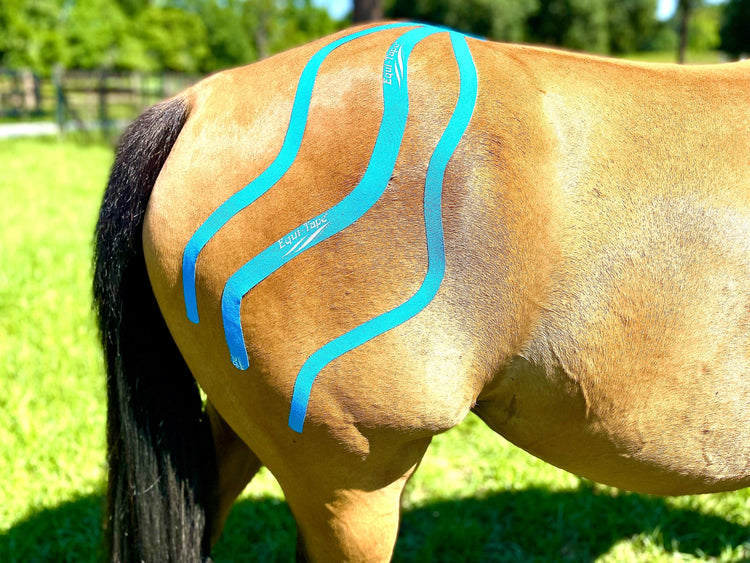 Animal Health