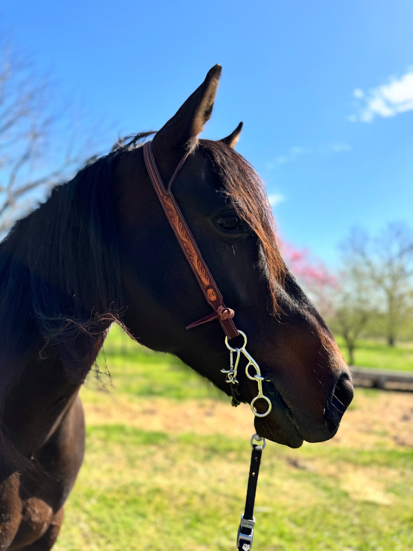 The 6” Open Horse bit