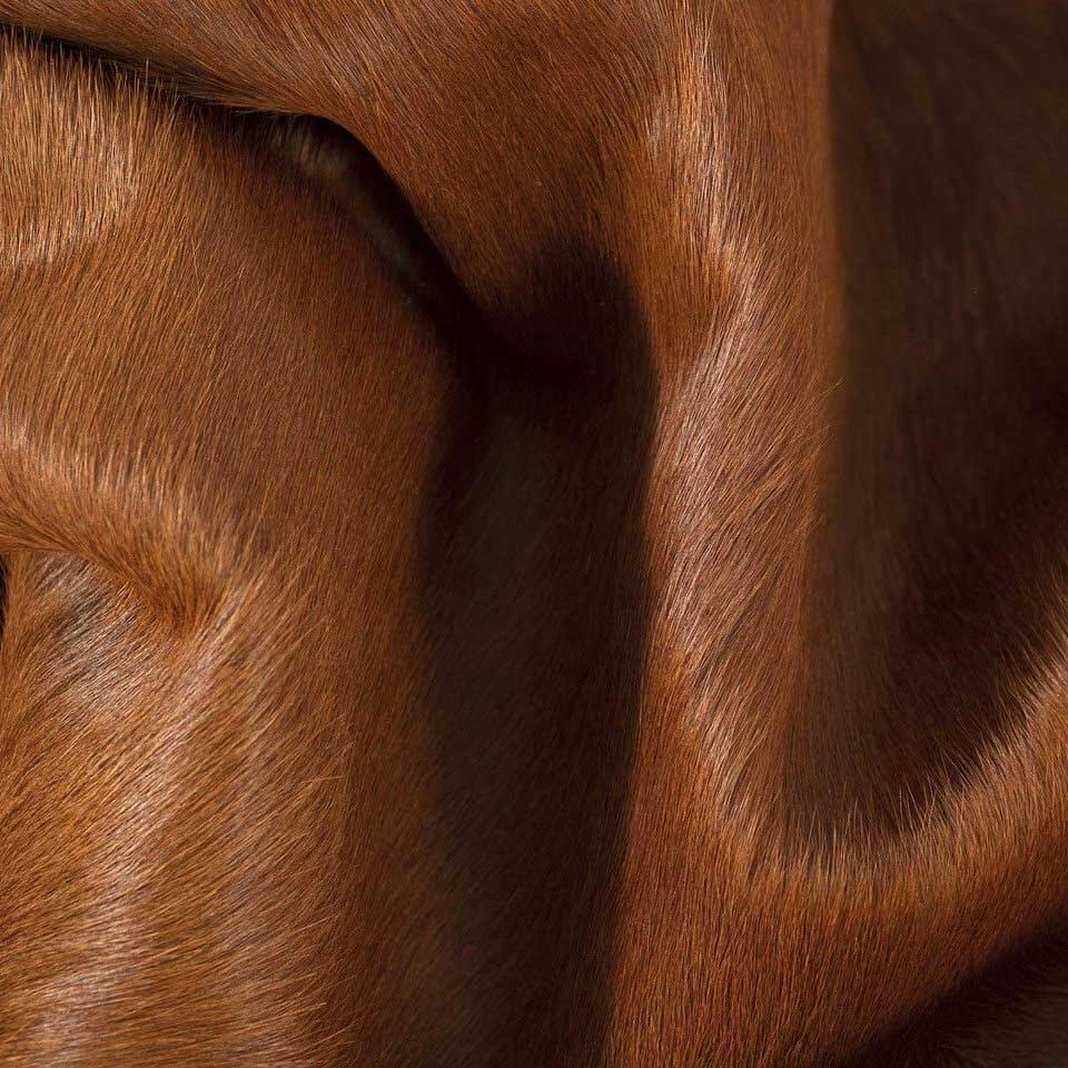 Dark Brown Brazilian Cowhide Rug: LARGE