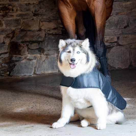 Redline Dog Wrap- Large