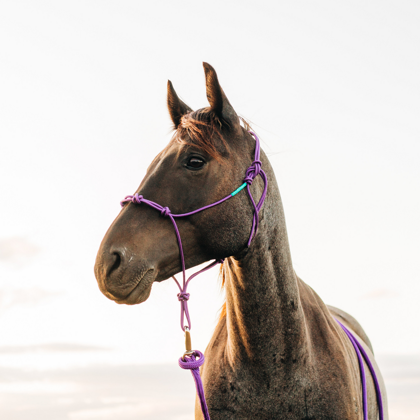 Stiff 4 Knot Clinician Training Halter